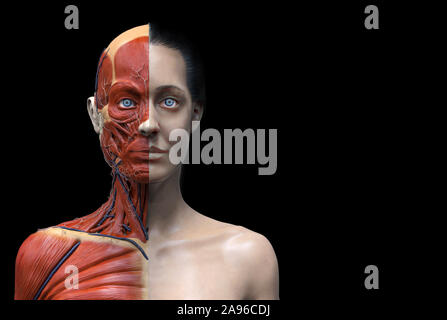 Corpo Umano anatomia struttura dei muscoli di una femmina, vista frontale vista laterale e la vista prospettica, 3D render Foto Stock