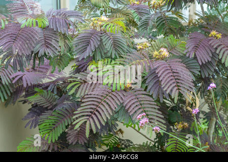 Seidenakazie (Albizia julibrissin 'Summer cioccolato") Foto Stock