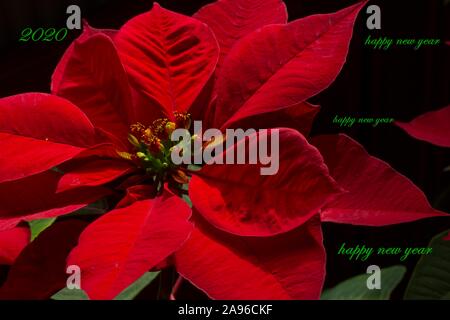 Anno nuovo card con blossom (poinsettia Euphorbia pulcherrima) Foto Stock