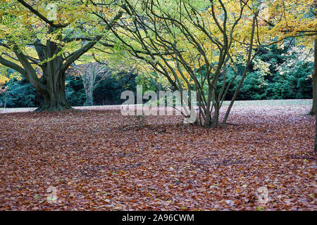 Autunno a Dublino di Phoenix Park con il suolo coperto di foglie e gli alberi colori mutevoli. Foto Stock