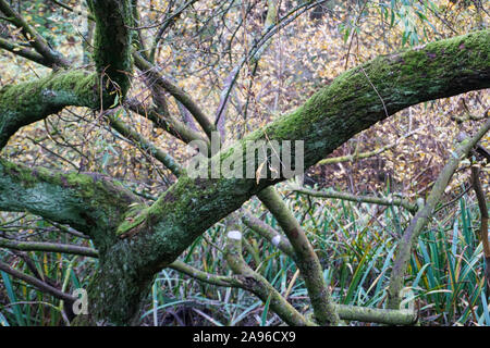 Un vecchio ramo di albero coperto di licheni. Foto Stock