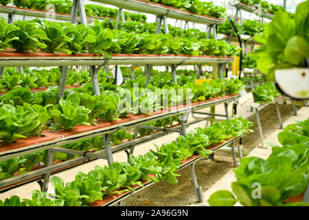 Righe di verdura biologica in agricoltura verticale Foto Stock