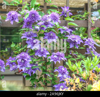 Waldrebe (Clematis 'Multi blu") Foto Stock