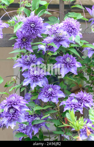 Waldrebe (Clematis 'Multi blu") Foto Stock