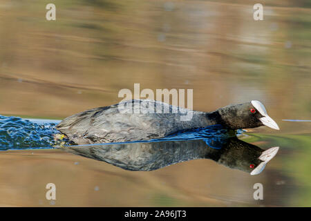 Coot galleggia sull'acqua basso incurvamento Foto Stock