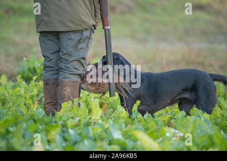 black labrador sta recuperando un uccello colpito da un tiro al fagiano Foto Stock