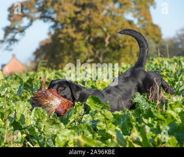 labrador nero che porta un fagiano morto in un tiro al fagiano Foto Stock