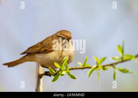 La molla bird su un ramo con foglie di prima Foto Stock