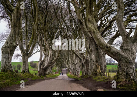 Siepi scuro di un viale di faggi lungo la strada Bregagh tra Armoy e Stranocum nella contea di Antrim, Irlanda del Nord Foto Stock