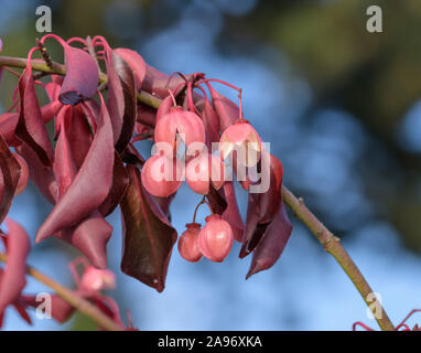 Spindelstrauch (Euonymus grandiflorus 'vino rosso") Foto Stock