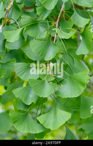 Mädchenhaarbaum (Ginkgo biloba) Foto Stock