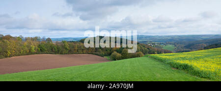 Campo con seme di senape e colorfull rurali paesaggio autunnale in tedesco eifel sotto il cielo nuvoloso Foto Stock