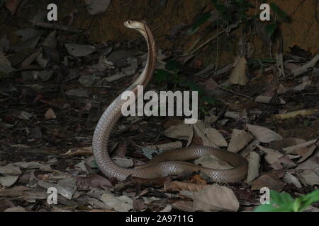 Monocled cobra, Naja kouthia, monocellate cobra, Foto Stock