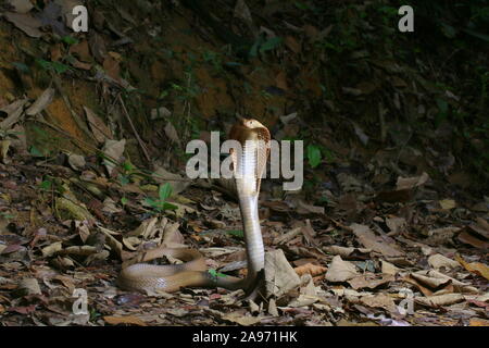 Monocled cobra, Naja kouthia, monocellate cobra, Foto Stock