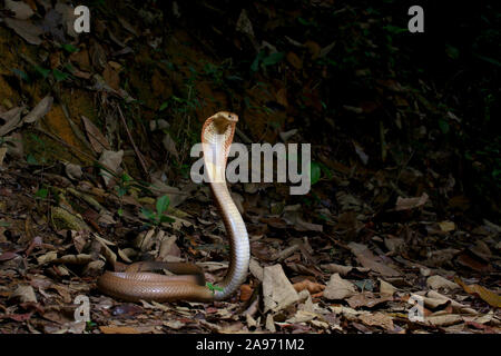 Monocled cobra, Naja kouthia, monocellate cobra, Foto Stock