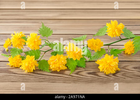 Kerria Japonica Ranunculus blossoms contro lo sfondo di legno Foto Stock