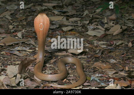 Monocled cobra, Naja kouthia, monocellate cobra, Foto Stock