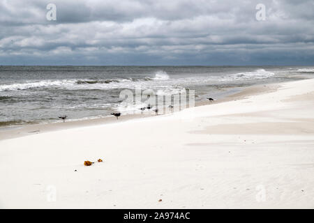 Faccia i gabbiani nel vento come un vento di tempesta da nord fruste le cime via onde in arrivo presso la spiaggia di Gulf Shores, Alabama, Stati Uniti d'America. Foto Stock