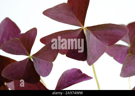 Vista ravvicinata del fogliame della viola Shamrock impianto (Oxalis triangularis). Noto anche come nero Shamrock, Nero Oxalis, Vino Shamrock Foto Stock