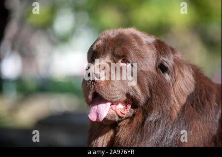 Ritratto di un marrone TERRANOVA cane nel parco Foto Stock