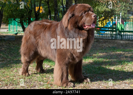 Marrone del cane di Terranova nel parco Foto Stock