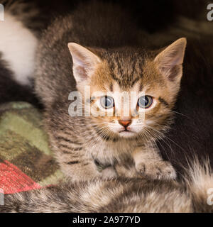 Curioso ansiosi brown tabby kitten portrait. Giovani gatto domestico closeup. Felis silvestris catus. Carino piccolo wide eyed kitty con tondo nero gli alunni. Foto Stock