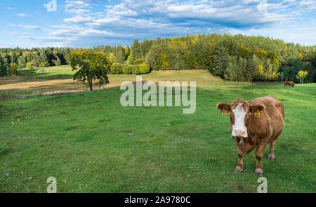 Carino mucca marrone con bianco pied testa sul verde dei prati. Bos taurus primigenius o. Rurali paesaggio autunnale con bovini da carne di Holstein Frisoni razza. Foto Stock