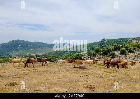 Cavalli che pascolano sull'altopiano di Navazuelo, Sierra Subbetica, Provincia di Cordova, Andalusia, Spagna Foto Stock