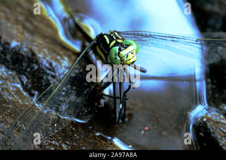 Dragon Fly close up Foto Stock