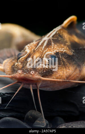 Uranoscopus Megalodoras,Schneckendornwels,Giant Raphael Catfish Foto Stock