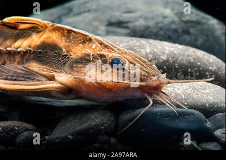 Uranoscopus Megalodoras,Schneckendornwels,Giant Raphael Catfish Foto Stock