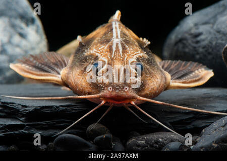 Uranoscopus Megalodoras,Schneckendornwels,Giant Raphael Catfish Foto Stock
