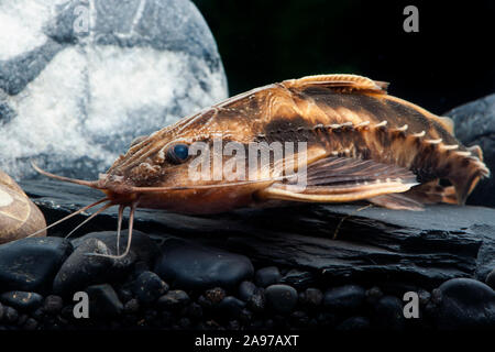 Uranoscopus Megalodoras,Schneckendornwels,Giant Raphael Catfish Foto Stock
