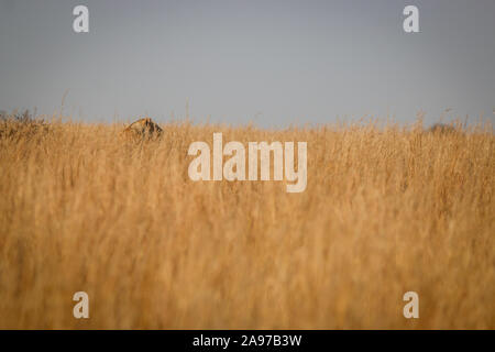 Leonessa a piedi in erba alta in Welgevonden Game Reserve, Sud Africa. Foto Stock