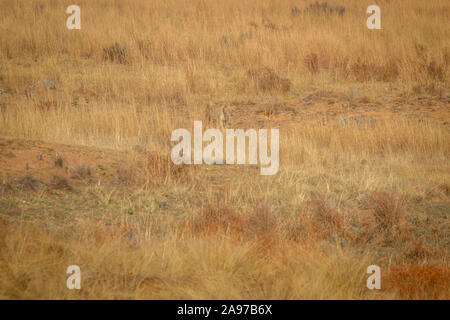 Leonessa a piedi in erba alta in Welgevonden Game Reserve, Sud Africa. Foto Stock