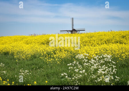 Tipico mulino a vento olandese dietro un campo della fioritura di colza (Brassica napus) Foto Stock