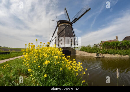 Classic mulino a vento olandese e i semi di ravizzone lungo un canale vicino al lago Rottemeren, vicino a Rotterdam, Olanda Foto Stock
