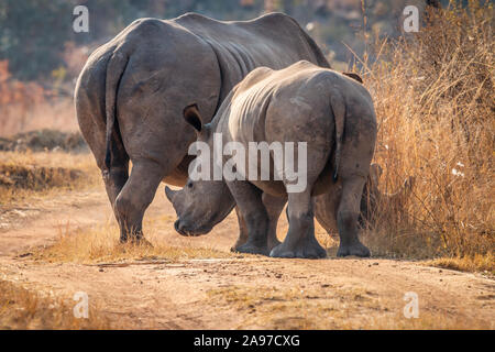 Madre White Rhino con un vitello nella boccola, Sud Africa. Foto Stock