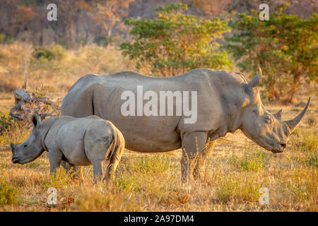 White Rhino madre e bambino in piedi di vitello in erba, Sud Africa. Foto Stock