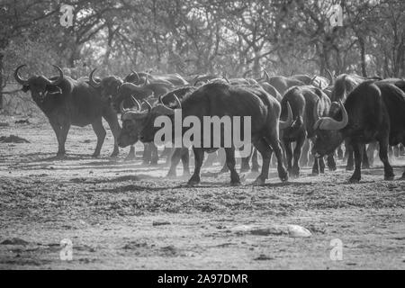 Grande mandria di bufali africani a piedi in erba in bianco e nero in Welgevonden Game Reserve, Sud Africa. Foto Stock