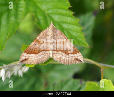 Ombreggiato ampio bar Tarma (Scotopteryx chenopodiata) appollaiato sul gambo di pianta. Tipperary, Irlanda Foto Stock