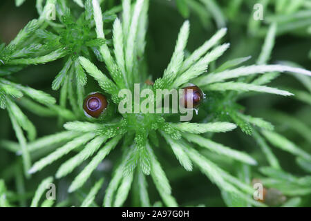 Sphagnum girgensohnii, noto come Girgensohn's bogmoss, Girgensohn's sphagnum o comuni o verde muschio di torba Foto Stock