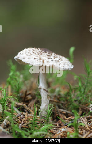 Lepiota felina, noto come il gatto dapperling di funghi selvatici dalla Finlandia Foto Stock