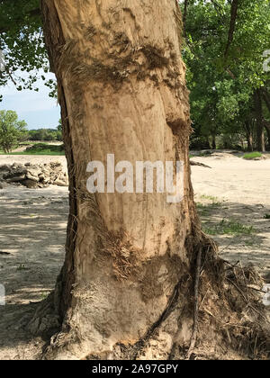 Alluvione albero danneggiato Foto Stock