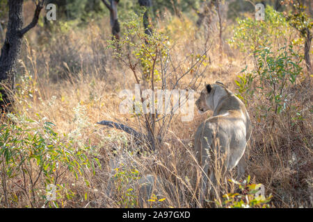 Leonessa a piedi in erba e guardando in Welgevonden Game Reserve, Sud Africa. Foto Stock