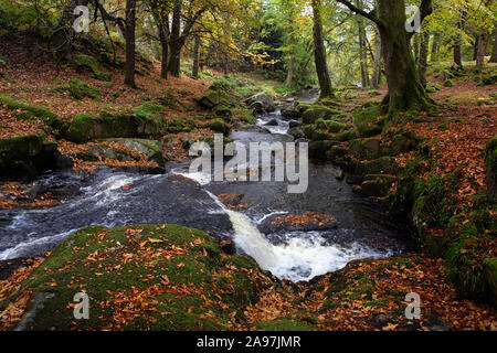 Il fiume e la foresta di autunno in Cloghleagh Glen nel Parco Nazionale di Wicklow Mountains, Irlanda Foto Stock