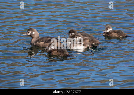 Kragenente, Kragen-Ente, Weibchen"führt ihre Küken, Histrionicus histrionicus, arlecchino anatra, signori e signore, dipinto di anatra Foto Stock