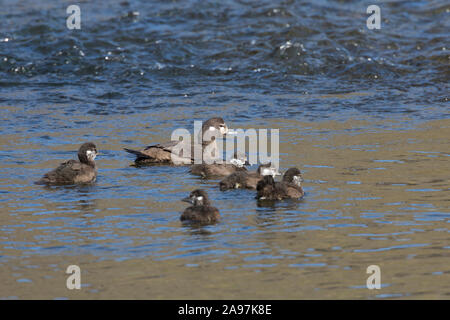 Kragenente, Kragen-Ente, Weibchen"führt ihre Küken, Histrionicus histrionicus, arlecchino anatra, signori e signore, dipinto di anatra Foto Stock