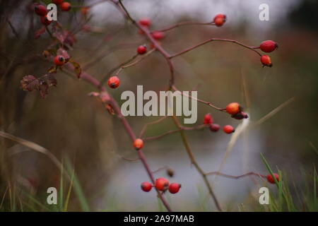 Boccola di rosa canina con bacche rosse crescono sulla riva del fiume. Foto Stock