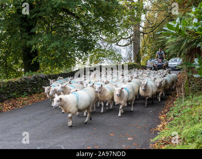 pecora lavorato da cane e contadino su quad bike Foto Stock